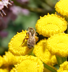 Halictus subauratus