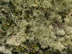 Alectoria ochroleuca