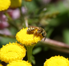 Halictus subauratus