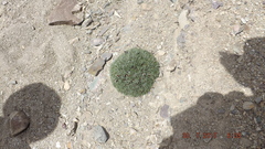 Acantholimon