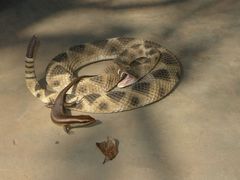 Trachylepis wahlbergii