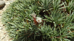 Acantholimon
