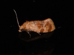 Cochylis bucera