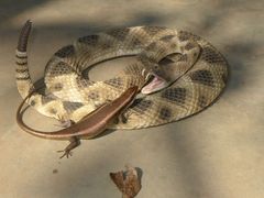 Trachylepis wahlbergii