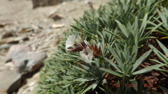 Acantholimon