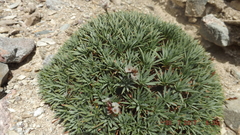 Acantholimon