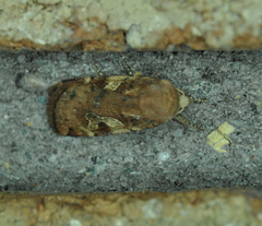 Cryptocala acadiensis