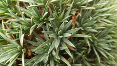 Acantholimon