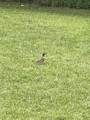 Turdus migratorius