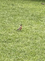 Turdus migratorius