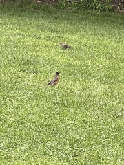 Turdus migratorius