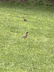 Turdus migratorius
