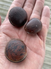 Mucuna sloanei