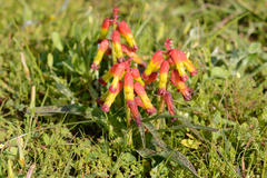 Lachenalia quadricolor