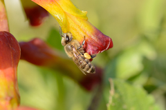 Lachenalia quadricolor