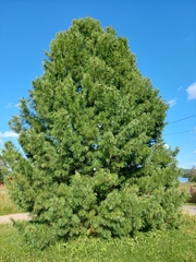 Pinus cembra