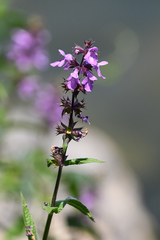 Stachys palustris
