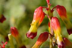 Lachenalia quadricolor