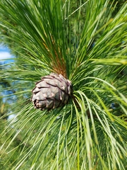 Pinus cembra