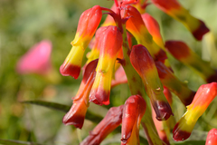 Lachenalia quadricolor