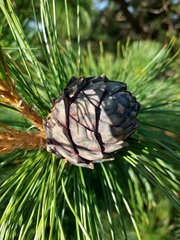 Pinus cembra
