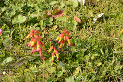 Lachenalia quadricolor
