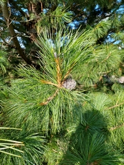 Pinus cembra