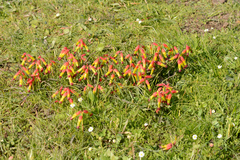 Lachenalia quadricolor