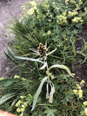 Omalotheca norvegica