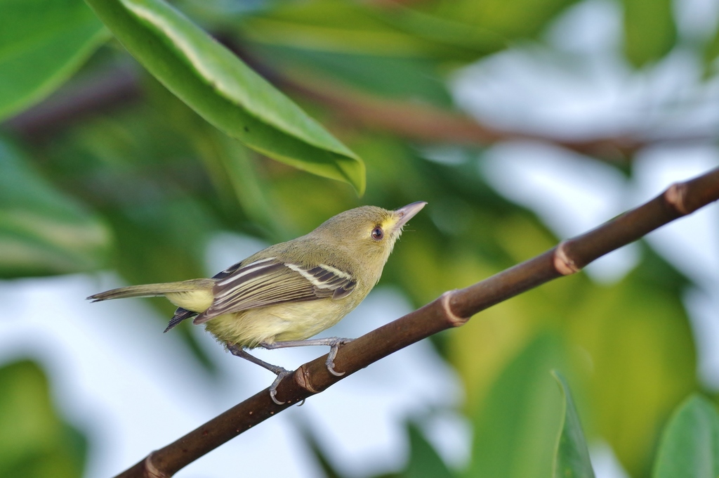 Thick-billed Vireo