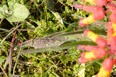 Lachenalia quadricolor