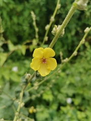 Verbascum sinuatum