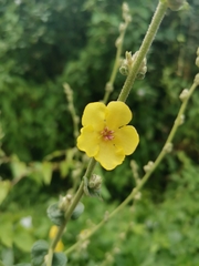 Verbascum sinuatum