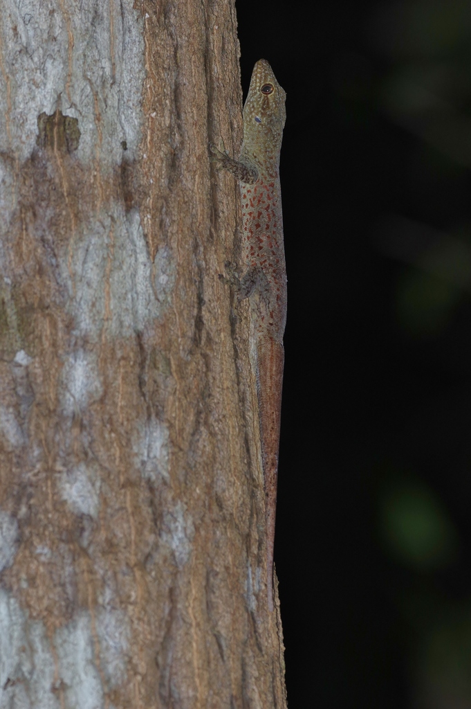 Saint George Island Gecko