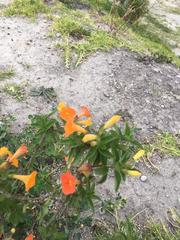 Streptosolen