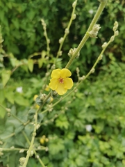 Verbascum sinuatum