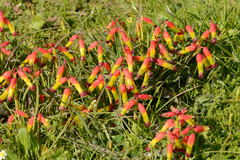 Lachenalia quadricolor