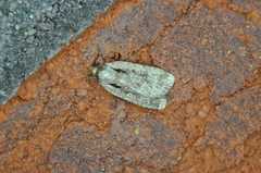 Eueretagrotis attentus