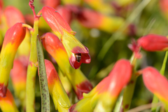 Lachenalia quadricolor