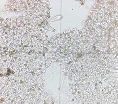 Inocybe acriolens