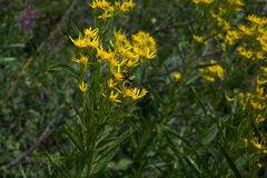 Senecio serra