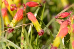 Lachenalia quadricolor