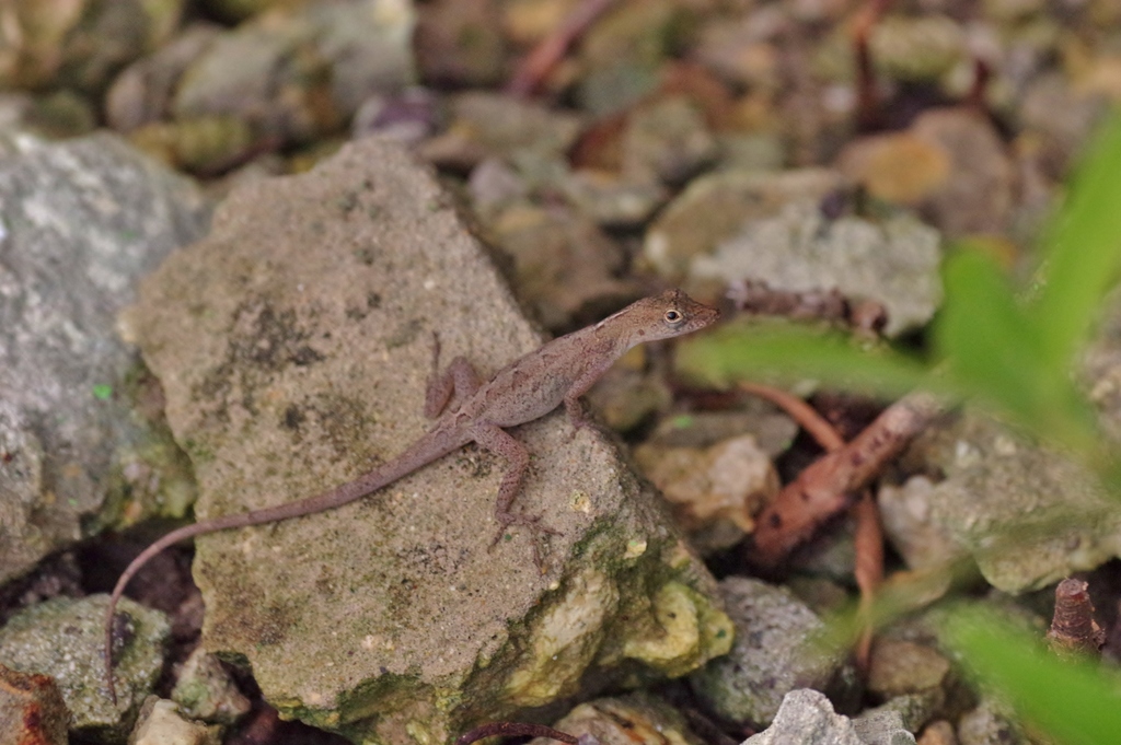 Crab Cay Anole
