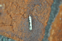 Ethmia bipunctella