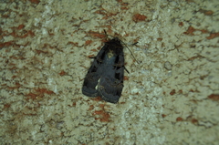 Pseudohermonassa tenuicula