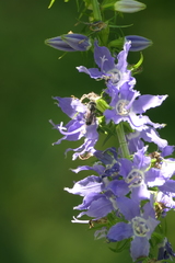 Megachile campanulae