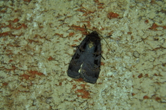 Pseudohermonassa tenuicula