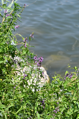 Stachys palustris