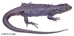 Liolaemus bibronii