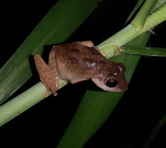 Pseudophilautus
